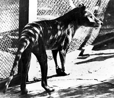  The Thylacine