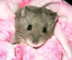 hamster in fluff