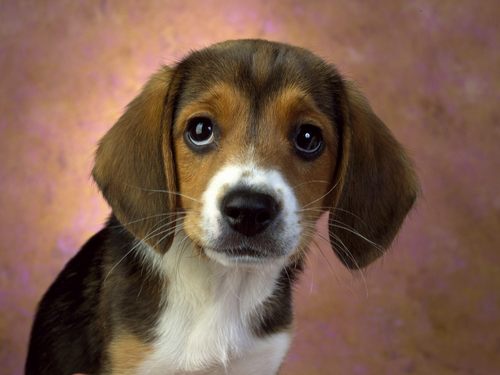  beagle welpe dog :)