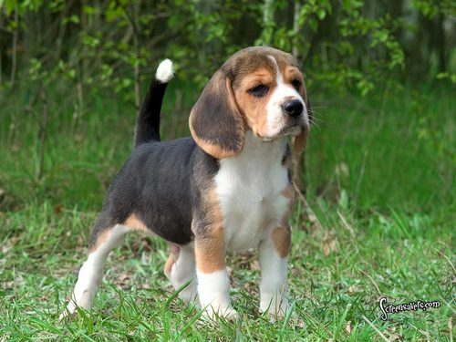 Beagles