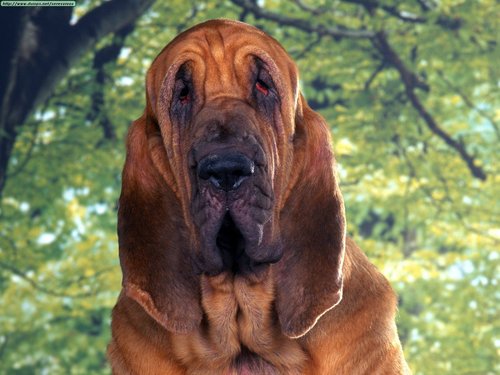  Bloodhound