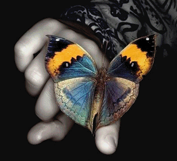  vlinder on hand