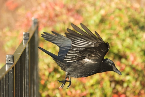  corvo in Flight