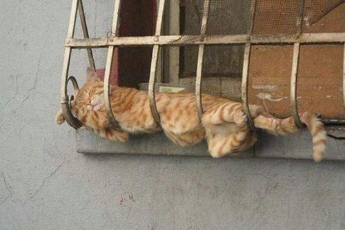  Lazy mèo //