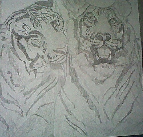  Tigers