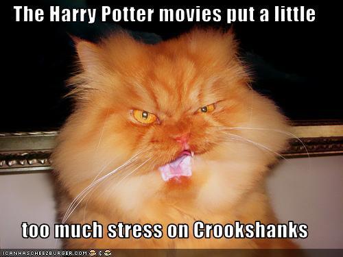 Poor Crookshanks :)