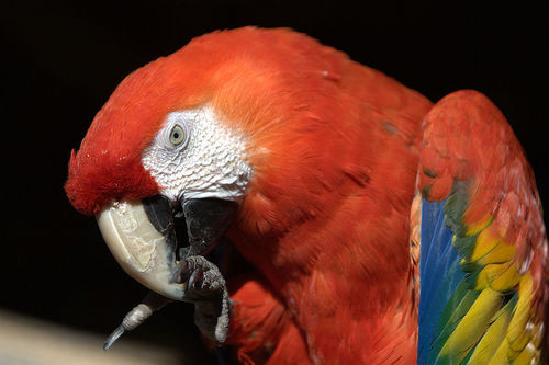  Scarlet chim vẹt, cá voi, macaw