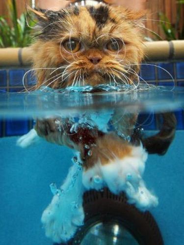  wet 猫 :))