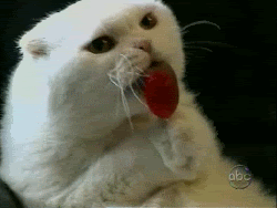 Cat licking a lollipop