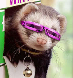  hurón, ferret with glasses!