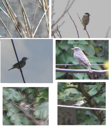  I took these चित्रो (in Greece) but I don't know the species!!! Please help me!!!