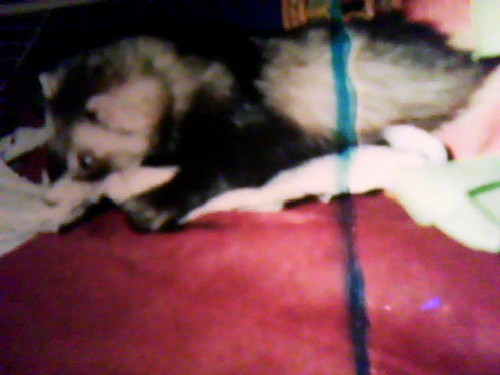  My ferret, chororo-kaya as a baby
