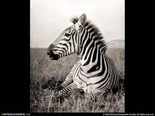 Reclining Zebra, Kenya, Africa, 1909