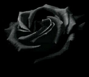  Rose ♥'