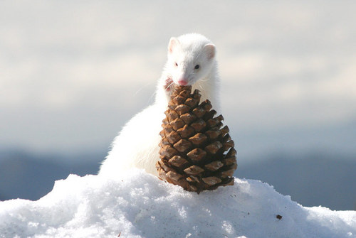  White ferret with a pine cone =3