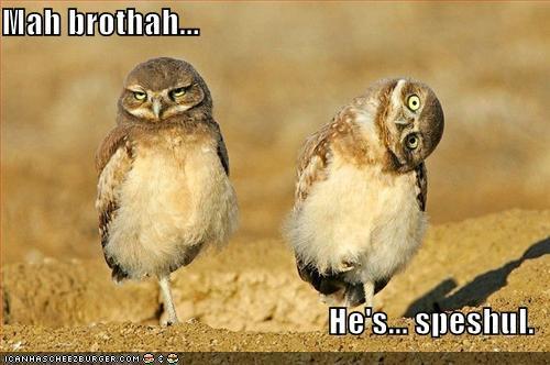  XD funny owls did i spell that right?
