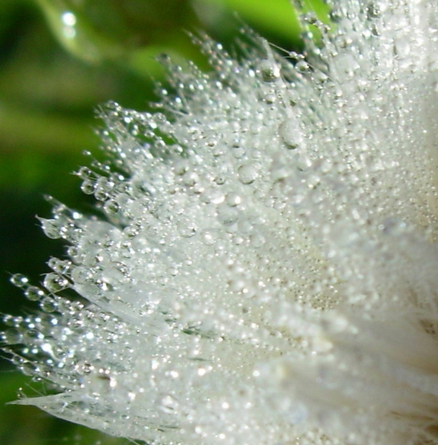  Dewdrops on Wildflower