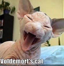  Voldemorts Pet Cat