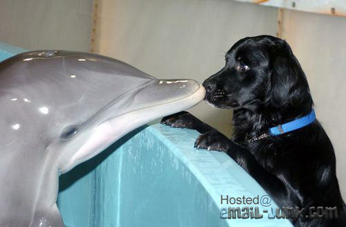  дельфин & Dog