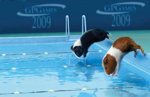  Guinea pig olympics