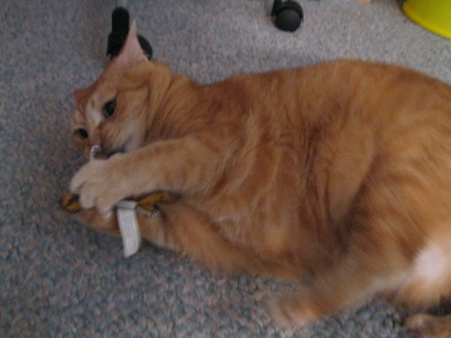  Honey and her favorito toy, Mr. Chipmunk.