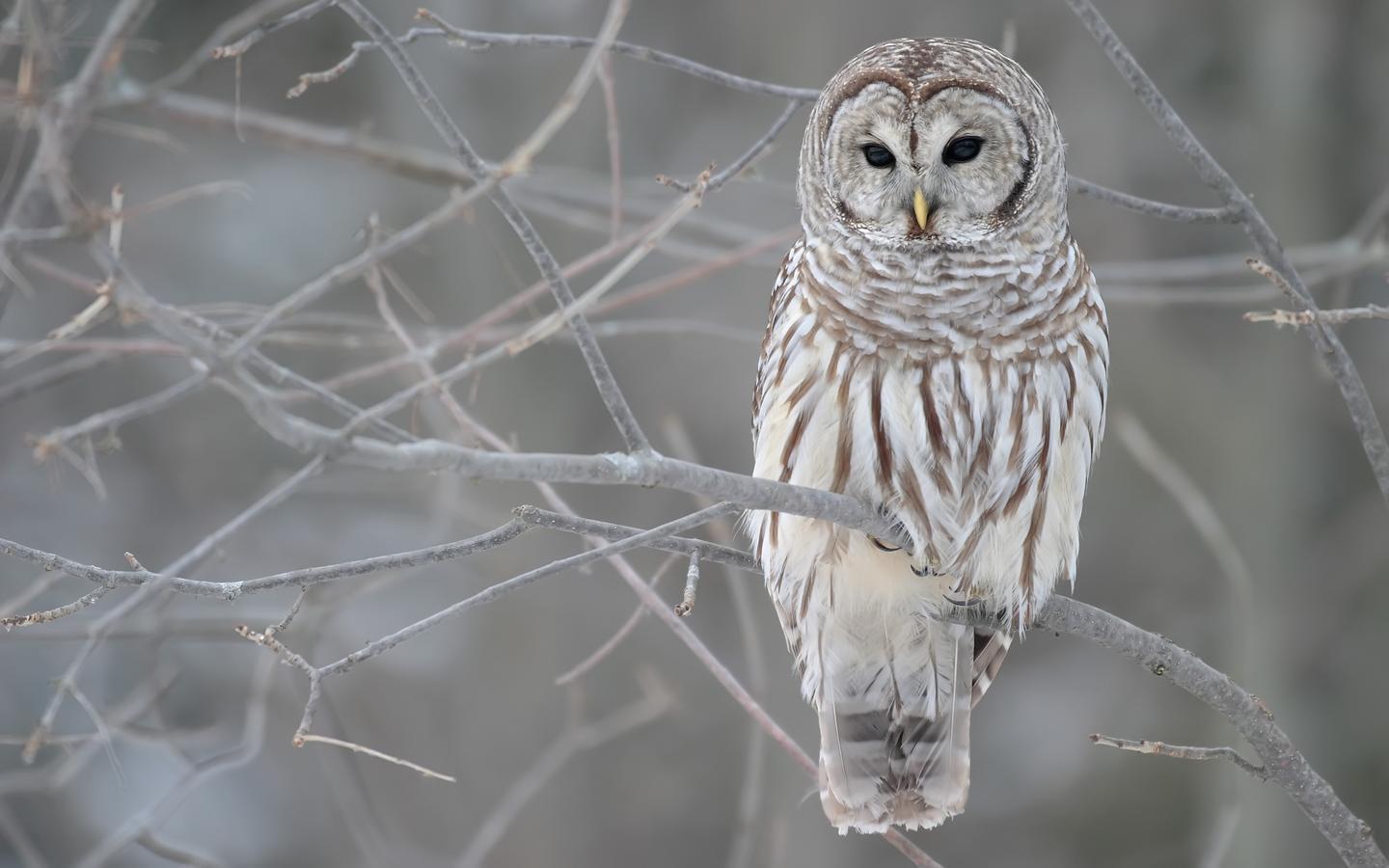 Barred Owl :>