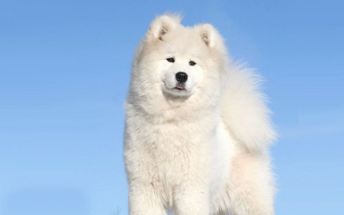  North Greenland puppy Dog