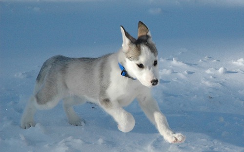  Siberian Husky anak anjing, anjing