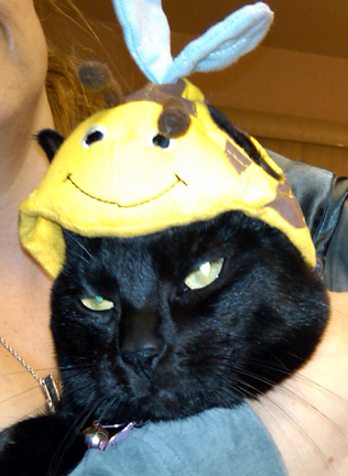  the fat cat with the bee hat