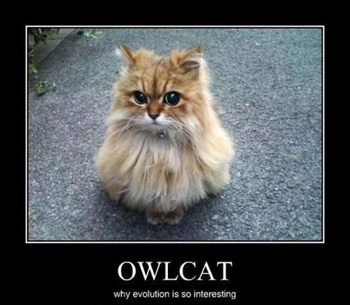  Owlcat