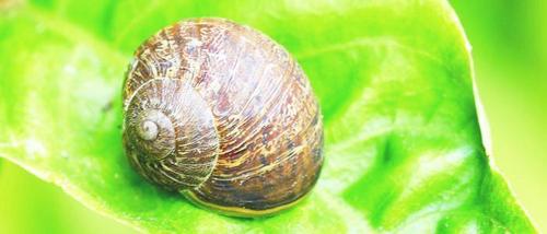 Stock ~ Snail