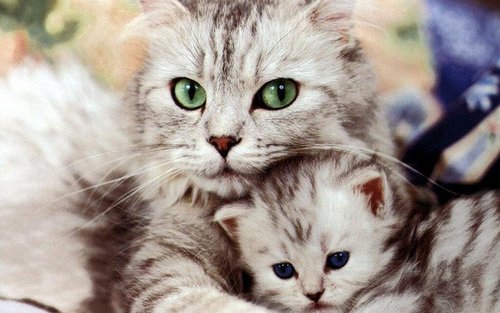  Beautiful Cat and Kitten