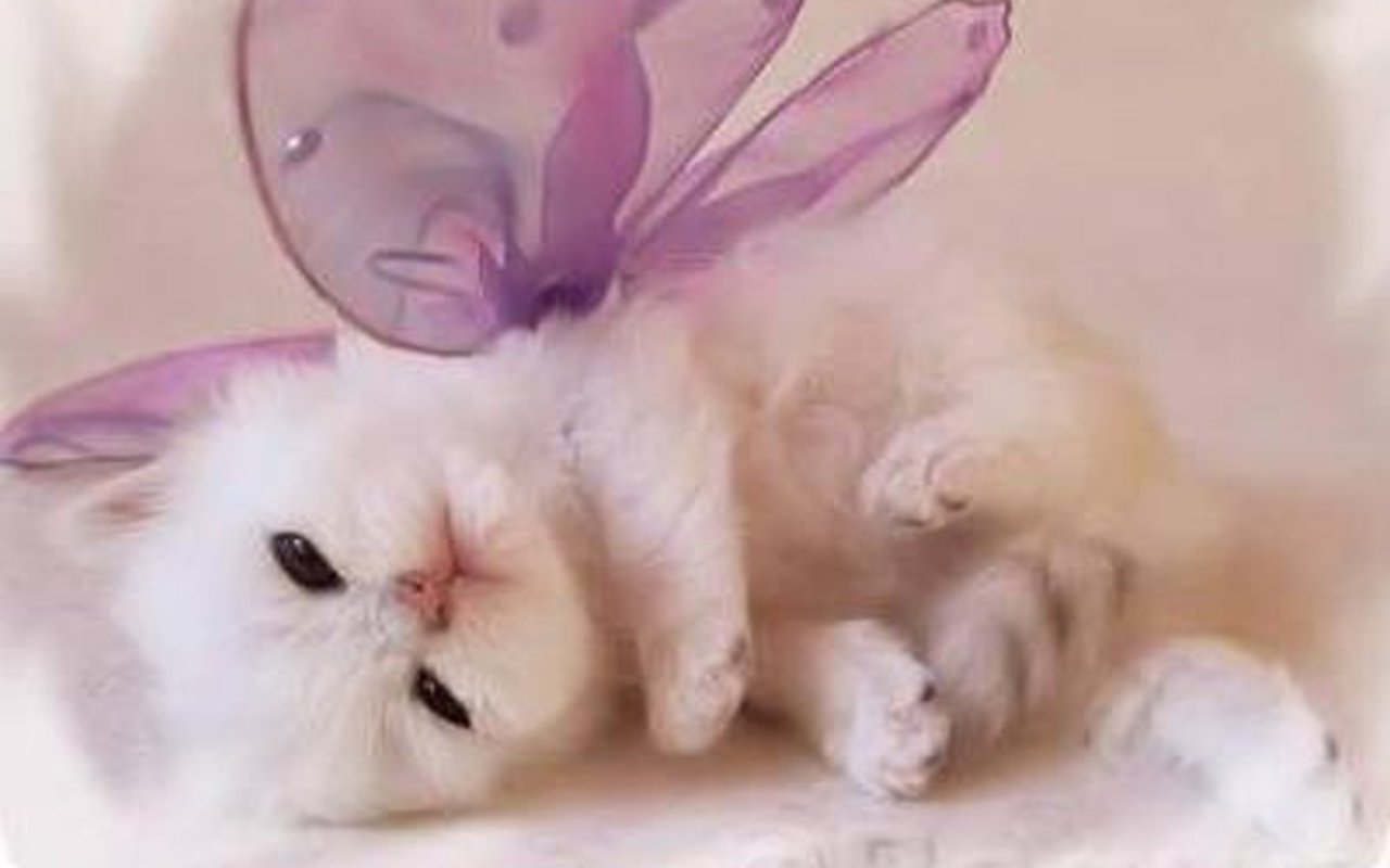 Cute Kitten Wallpaper