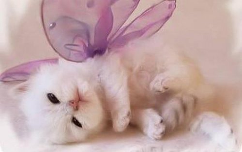 Cute Little Kitten - Kittens Photo (41492812) - Fanpop