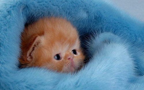  Cute Kitten fondo de pantalla