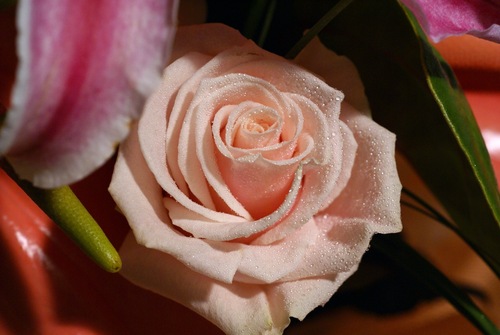  Pretty hoa hồng