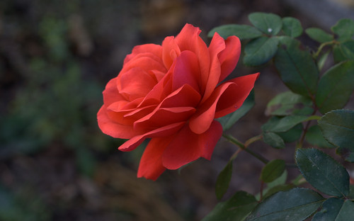  Pretty mga rosas