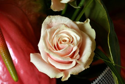  Pretty 玫瑰