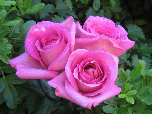 Pretty Roses
