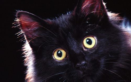  Beautiful Black Cat <3