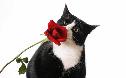  Beautiful Cat and Red Rose