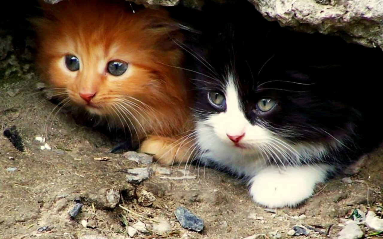 Cute Kittens - Kittens Wallpaper (16155783) - Fanpop