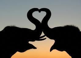  象, 大象 爱情