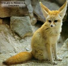  Fennec rubah, fox