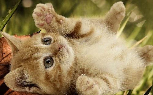  Playful Kitten