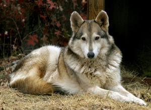 Slavka, my wolf hybrid :3