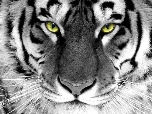 Tiger দেওয়ালপত্র