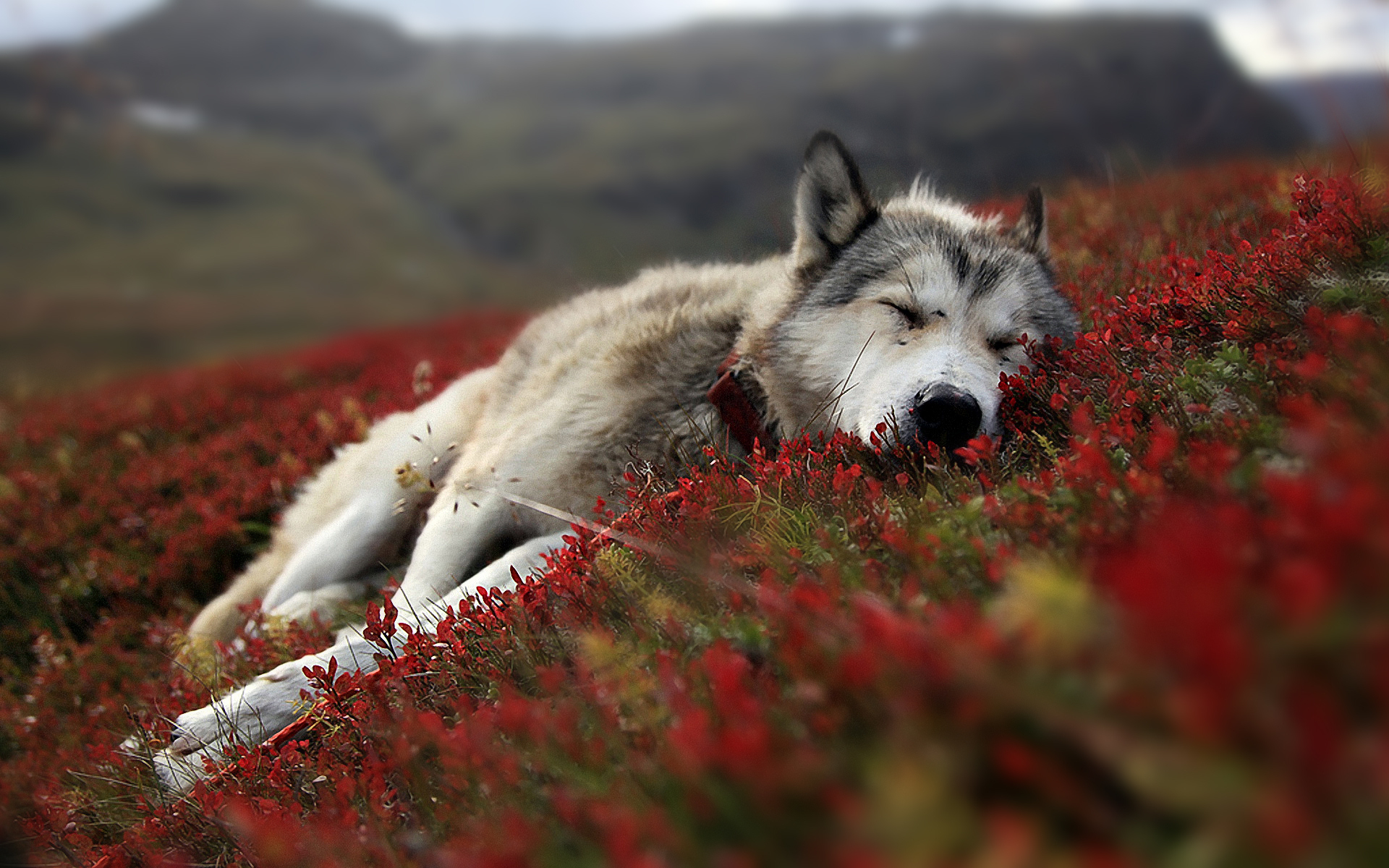  lobo wolpeyper