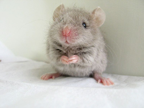  Cute topo, mouse i found on the internet :D