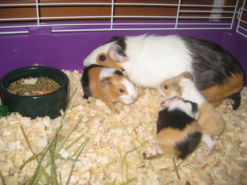  Her Guineas :)